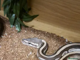 Python Snake reptiles Mojave Het Pied Ballpython - Advert 1