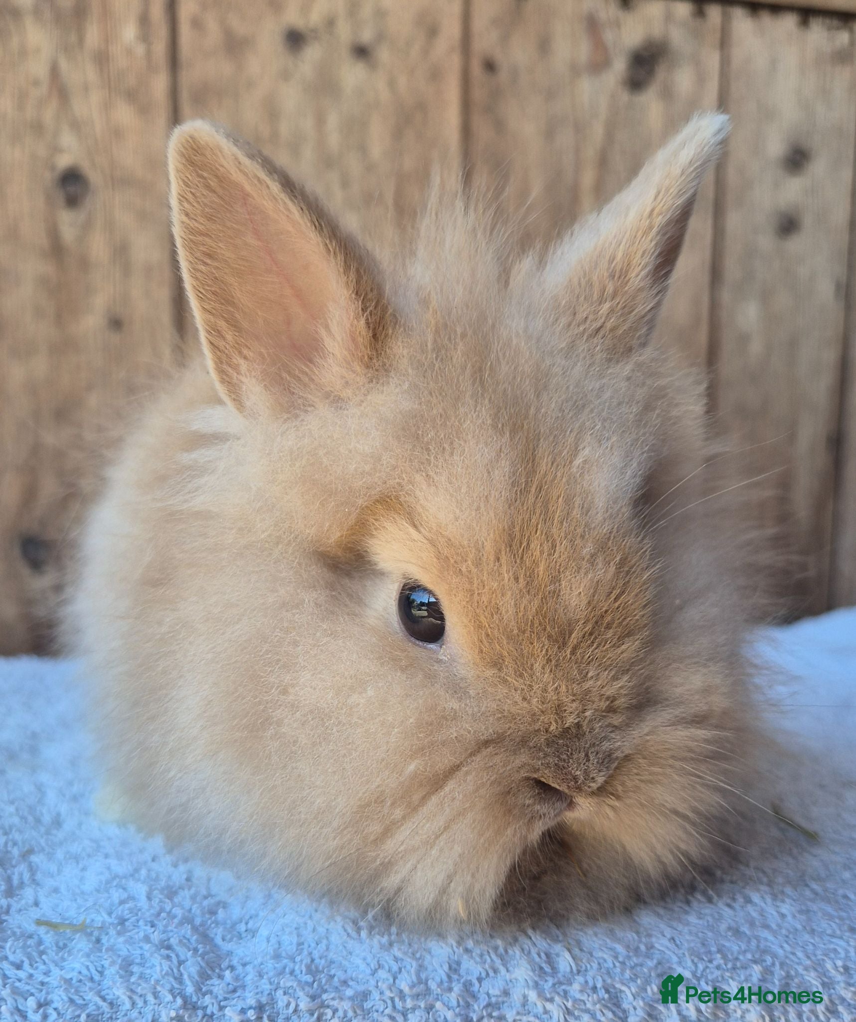 Lionhead rabbits Lion head baby girls  - Advert 16