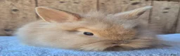 Lionhead rabbits for sale: Lion head baby girls  - Advert 5