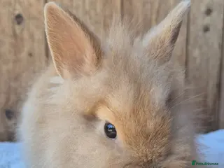 Lionhead rabbits Lion head baby girls - Advert 16