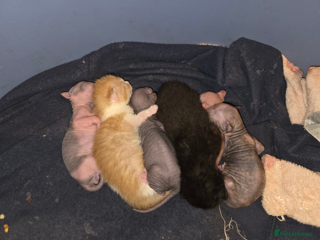 Mixed Breed cats for sale: Adorable Male Kitten – Sphynx x Devon Rex Cross - Advert 20