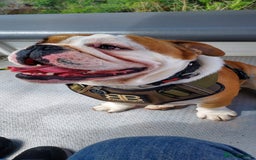 English Bulldog dogs for sale: KC registered Old English Bulldog - Image 3