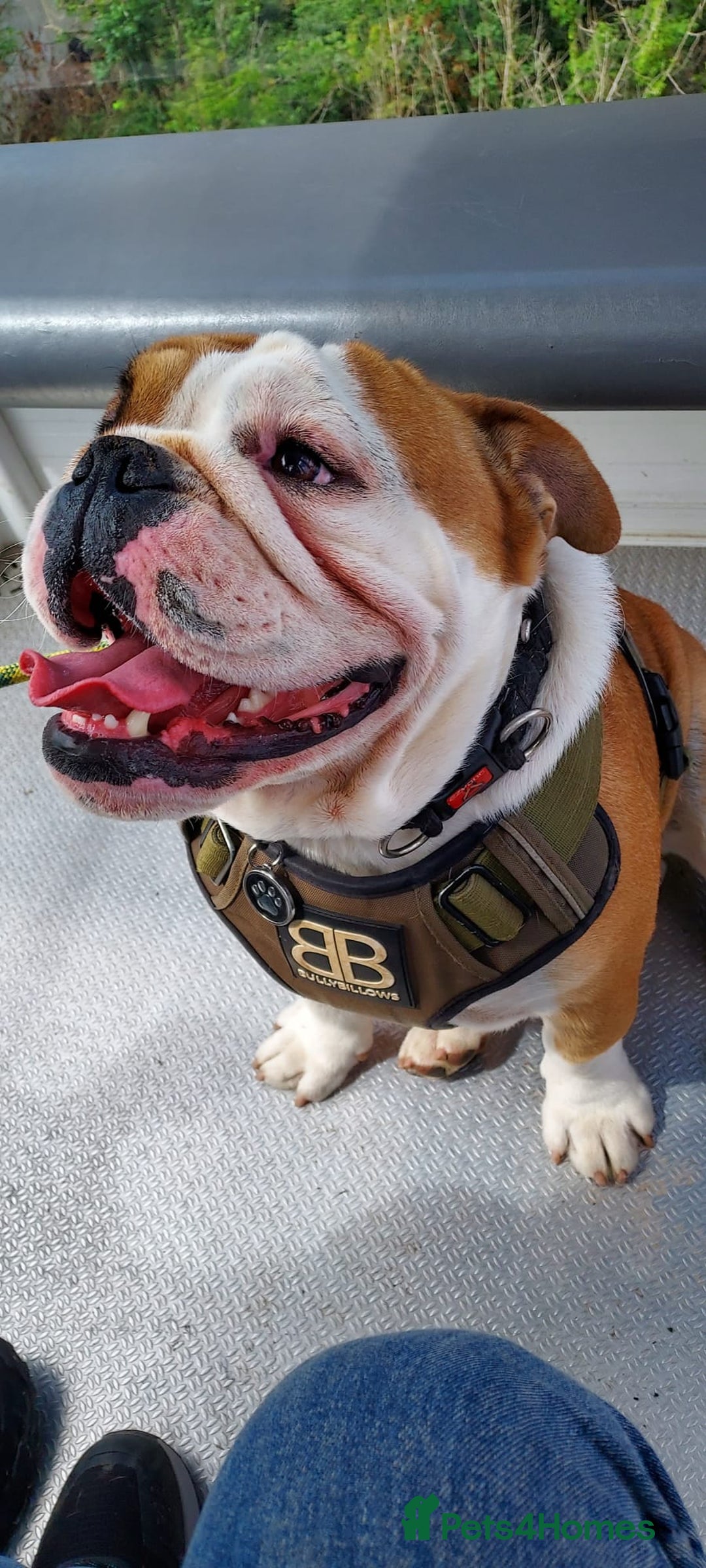 English Bulldog dogs for sale: KC registered Old English Bulldog - Image 3
