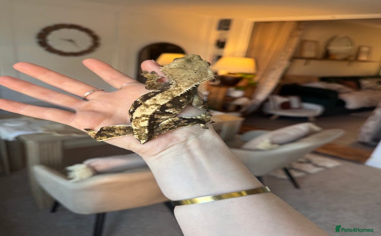 Gecko reptiles - Advert 11