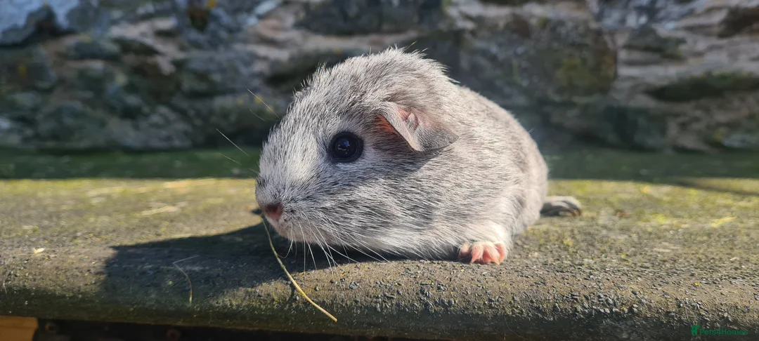 Guinea Pig rodents for sale: Female guinea pigs. in Totnes - Advert 12