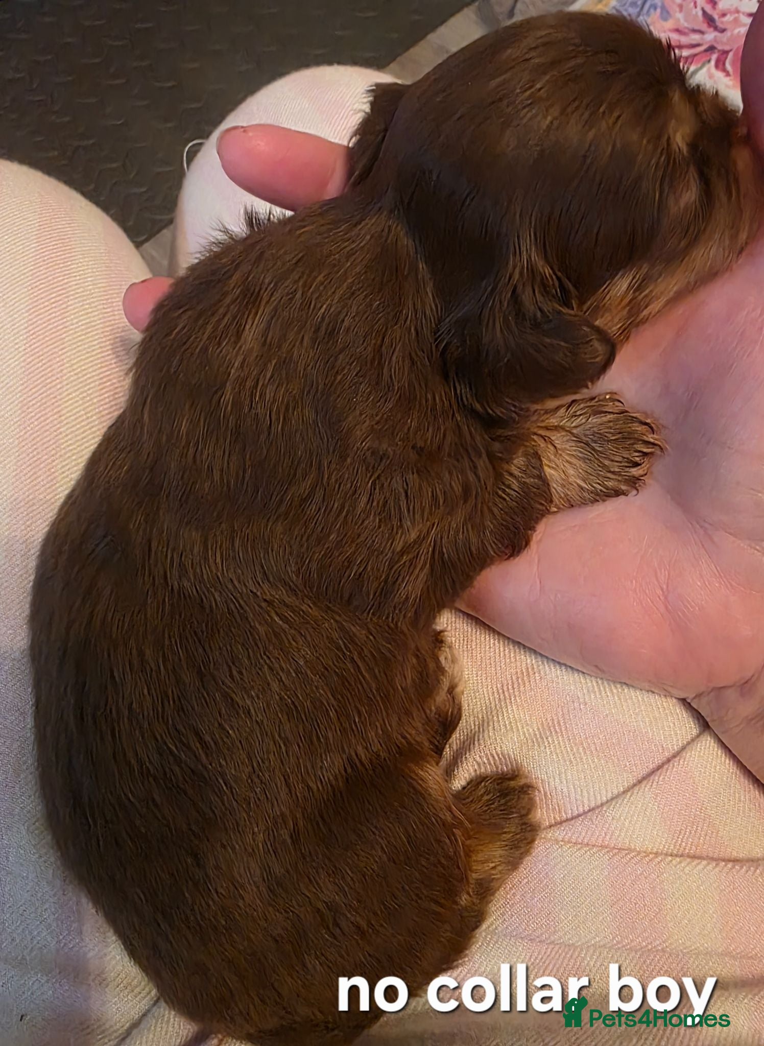 Shih Tzu dogs Imperial Chocolate Shih Tzu puppies - Advert 2