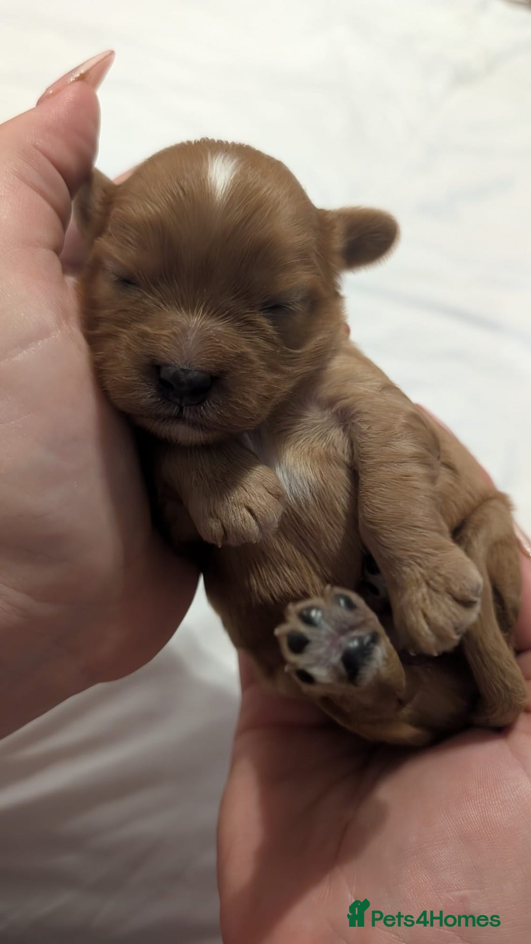 Cavapoo dogs for sale: Rare extensively health tested F1 cavapoos  - Image 10