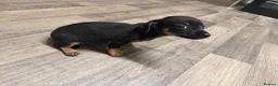 Dachshund dogs for sale: Dachshund  - Advert 2