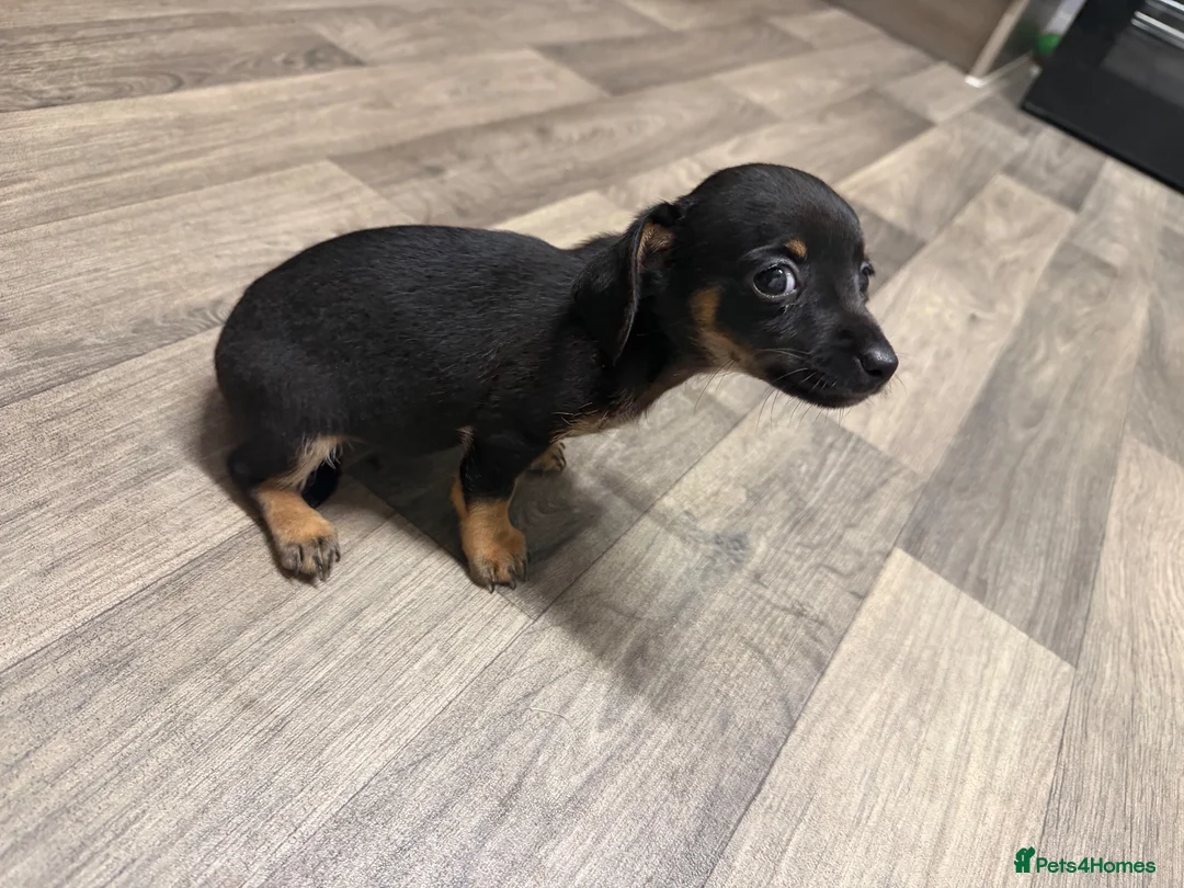 Dachshund dogs for sale: Dachshund  - Advert 2