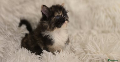 Maine Coon cats - Advert 8