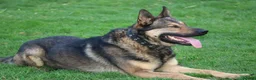 German Shepherd dogs for sale: Trained family gsd male - Advert 13