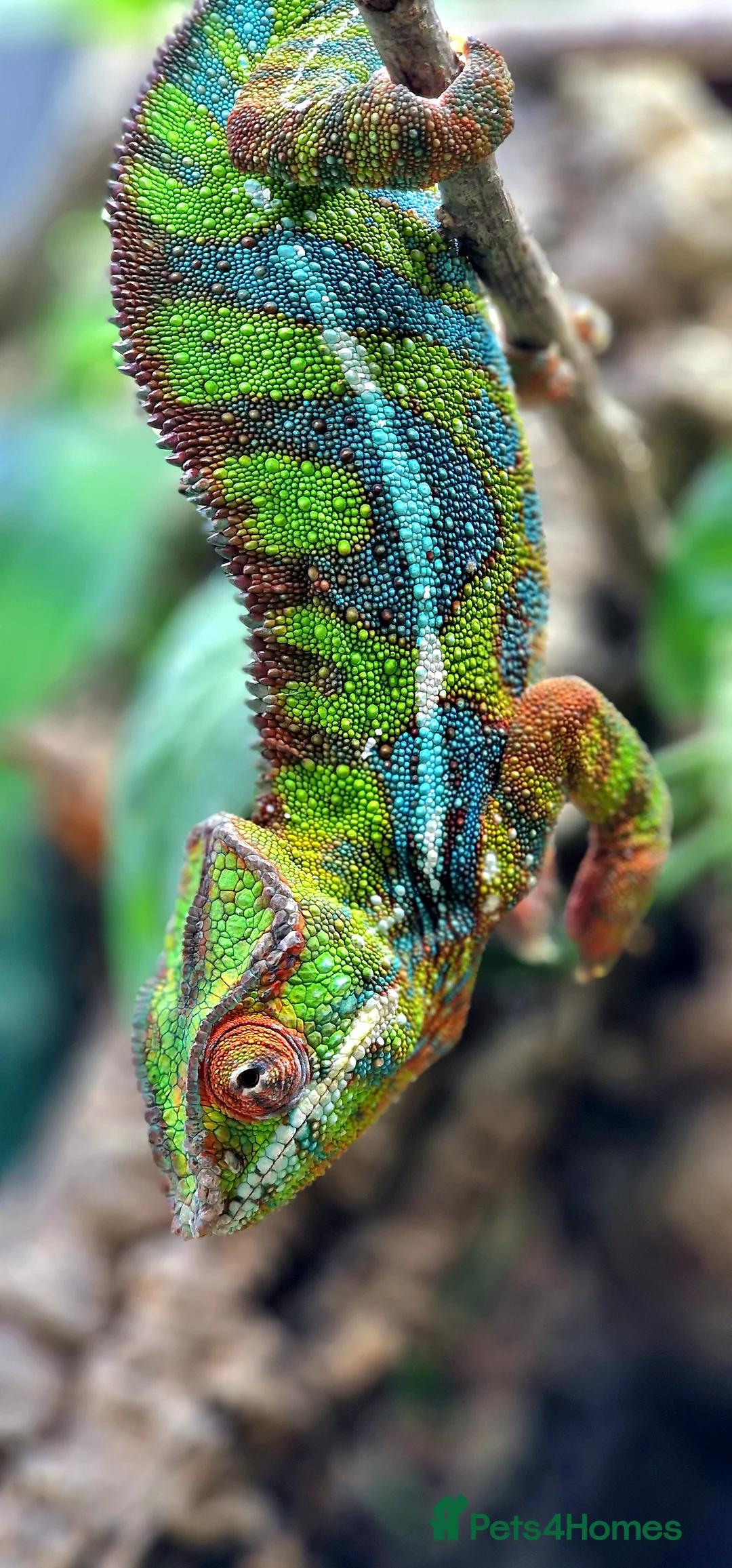 Chameleon reptiles for sale: Ambilobe Panther Chameleon Male - Advert 3