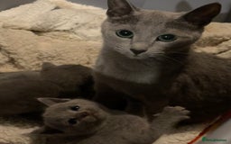 Russian Blue cats for sale: Pure Russian Blue Kittens  - Image 14