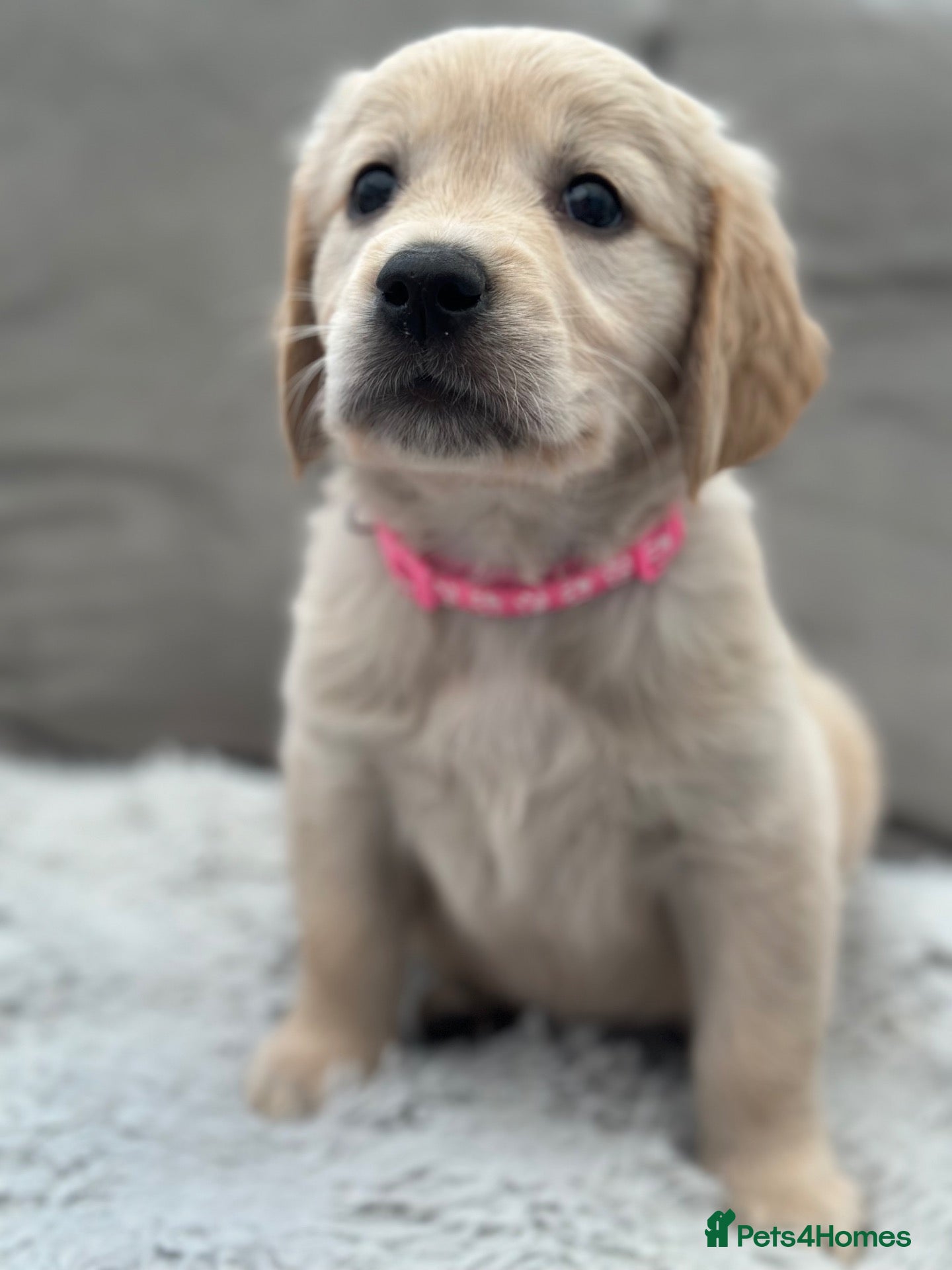 Golden Retriever dogs *Beautiful KC Golden retriever puppies* - Advert 1