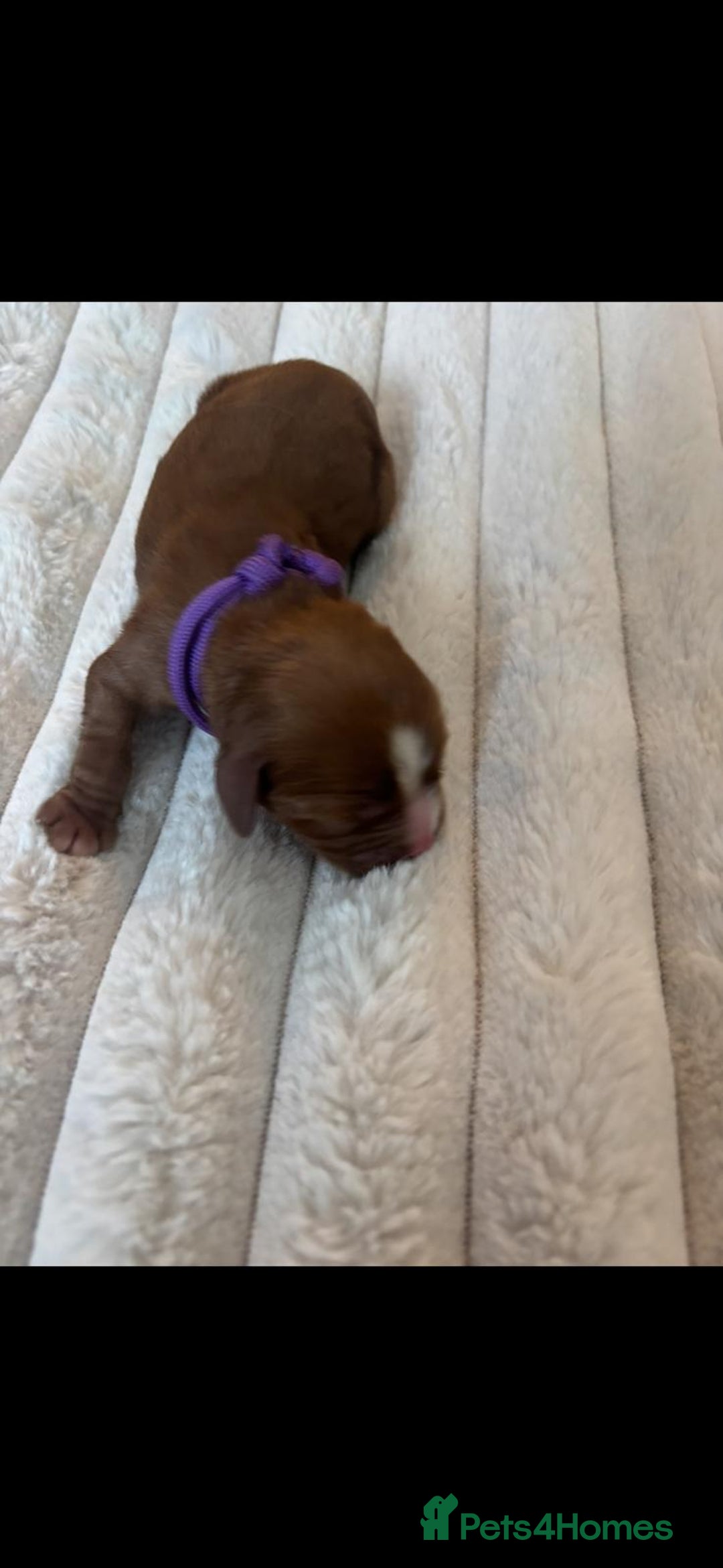 Cavalier King Charles Spaniel dogs for sale: KC REG CAVALIER KING CHARLES PUPPIES  - Image 10