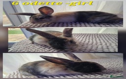 Mixed Breed rabbits for sale: Super cute rex x lop bunnies - Image 8