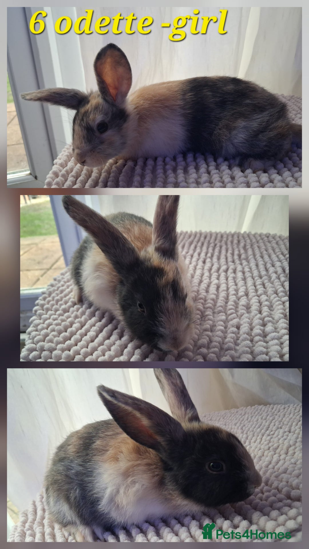 Mixed Breed rabbits for sale: Super cute rex x lop bunnies - Image 8