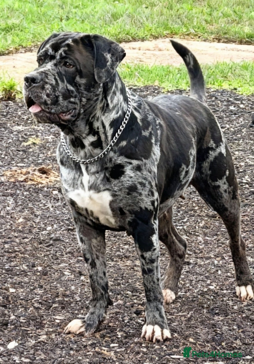 Cane Corso dogs Cane corso x North American mastiff puppies - Advert 9