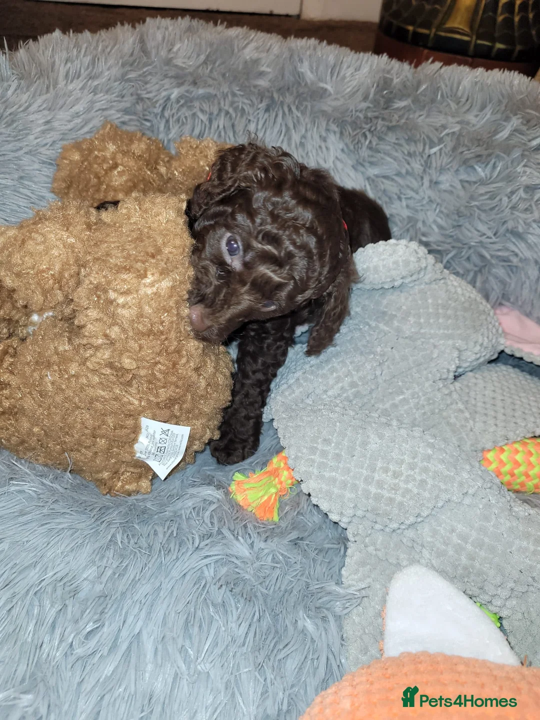 Cockapoo dogs for sale: Cockapoo puppies - Advert 7