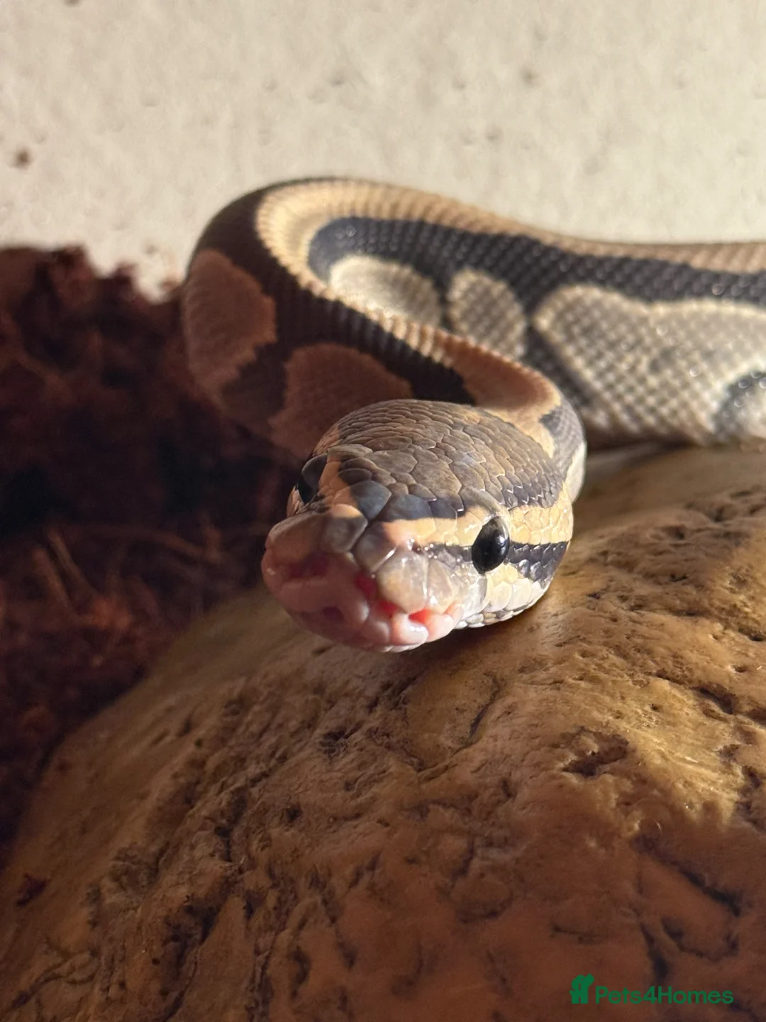 Python Snake reptiles for sale: Hypo het clown royal python - Advert 2