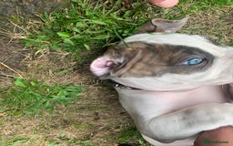 Staffordshire Bull Terrier dogs for sale: Staffordshire  - Image 10