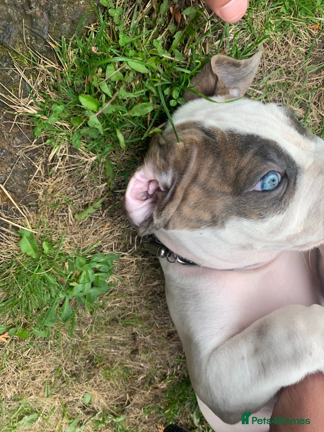 Staffordshire Bull Terrier dogs for sale: Staffordshire  - Image 10