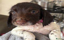 English Springer Spaniel dogs for sale: KC Registered English Springer Spaniel Puppies - Image 20