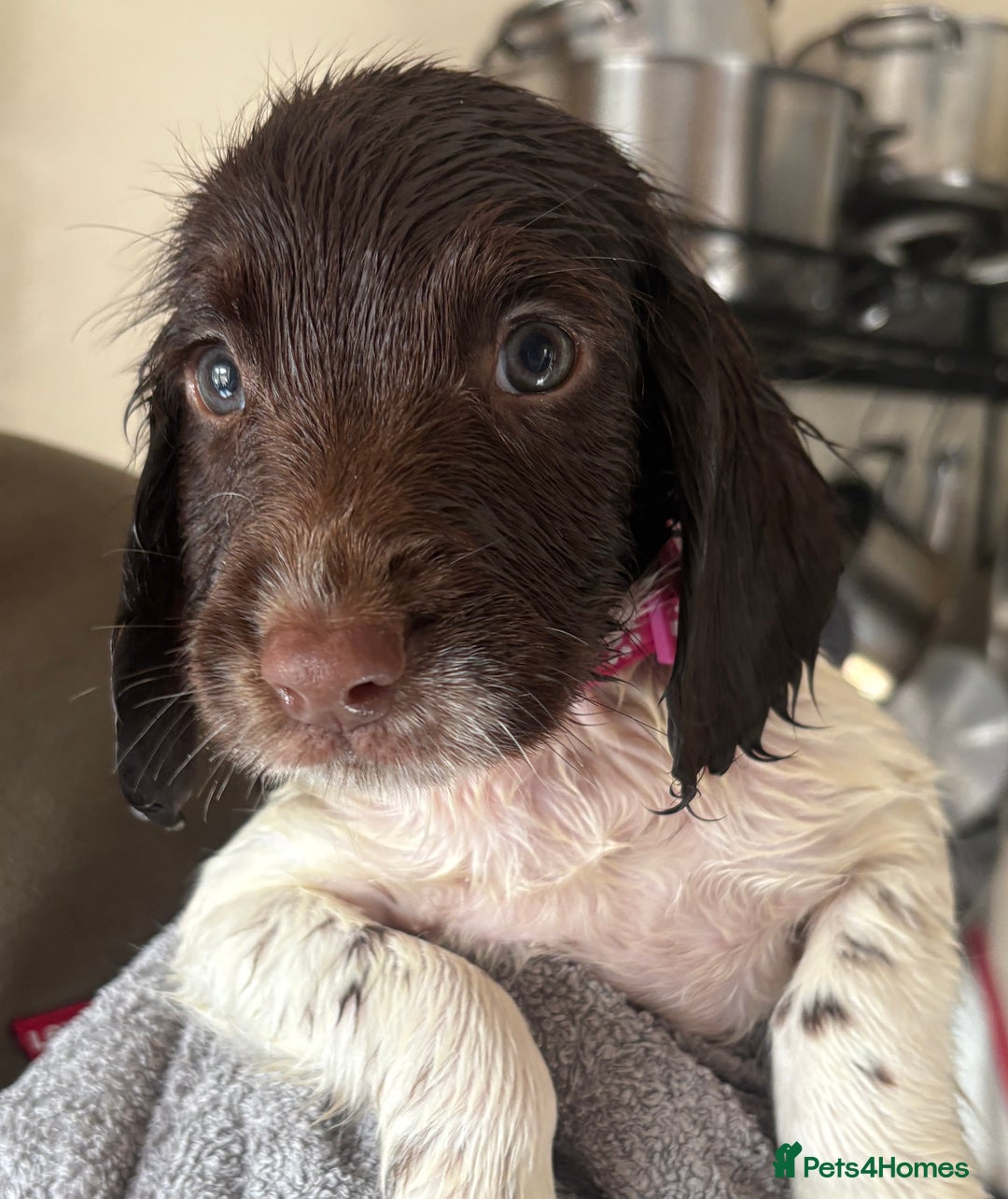 English Springer Spaniel dogs for sale: KC Registered English Springer Spaniel Puppies - Image 20