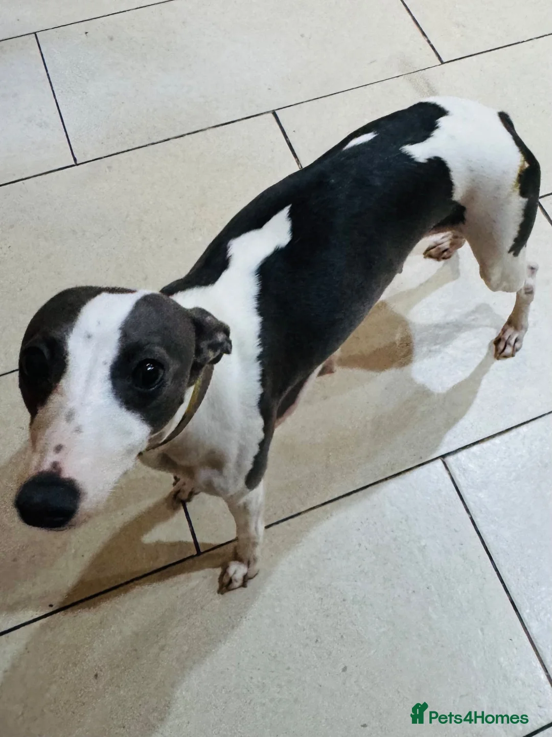 Whippet dogs for sale: ✨ EXCEPTIONAL PEDIGREE WHIPPETS  - Advert 31