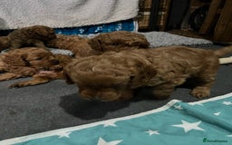 Cavapoo dogs for sale: Gorgeous Red Cavapoo Puppies - Image 11