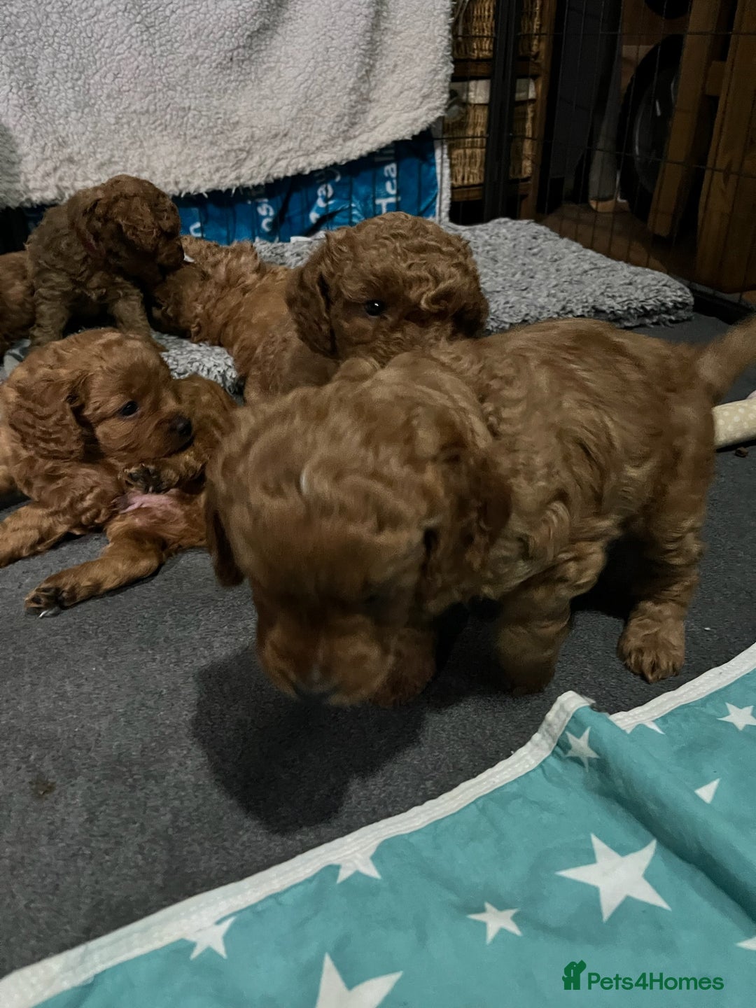 Cavapoo dogs for sale: Gorgeous Red Cavapoo Puppies - Image 11