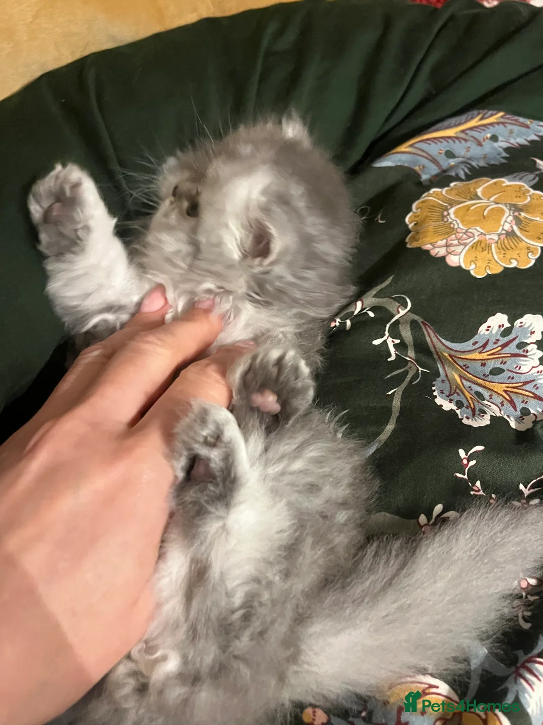 Persian cats for sale: SOLD .  - Advert 25