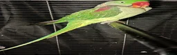 Parrots birds for sale: Alexandrine parrot - Advert 2