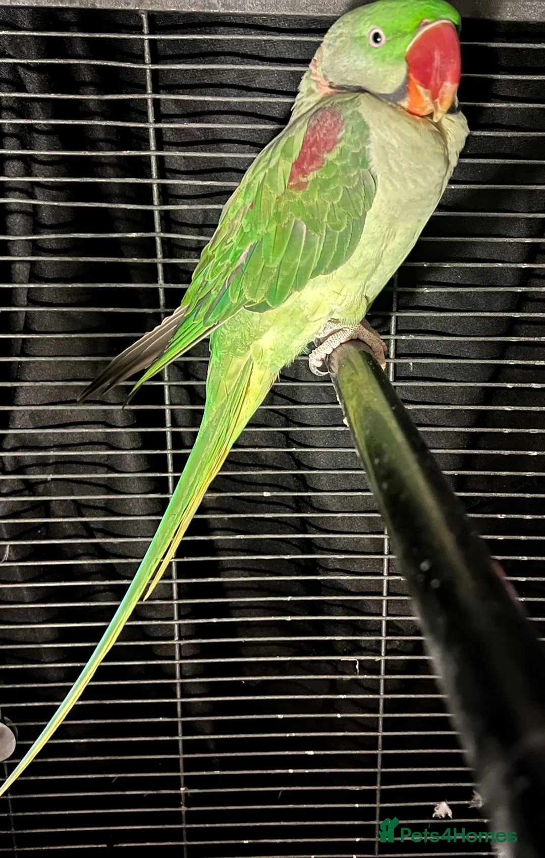 Parrots birds for sale: Alexandrine parrot - Advert 2