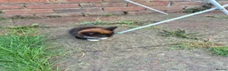 Domestic Shorthair cats for sale: Beautiful Female Black & Brown Tuxedo Kitten in Dagenham - Advert 4
