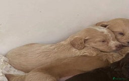 Cockapoo dogs for sale:  F1 Cockapoo puppies - Image 13