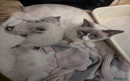 Ragdoll cats for sale: ragdoll kittens (only 1 boy left main picture) - Image 22