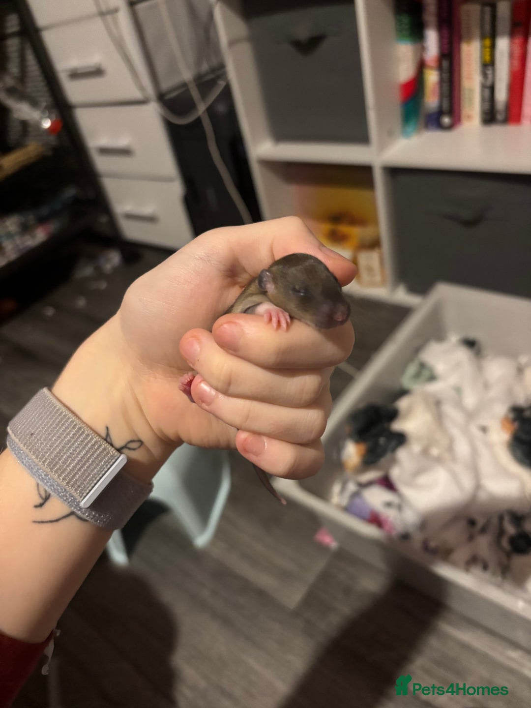 Rat rodents for sale: BABY RATS FOR SALE ( end of jan / start of feb) - Advert 20