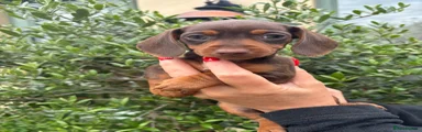 Miniature Dachshund Puppy 4