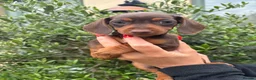 Miniature Dachshund dogs for sale: Stunning KC Miniature Dachshund Litter of 7 in Burnley - Advert 21