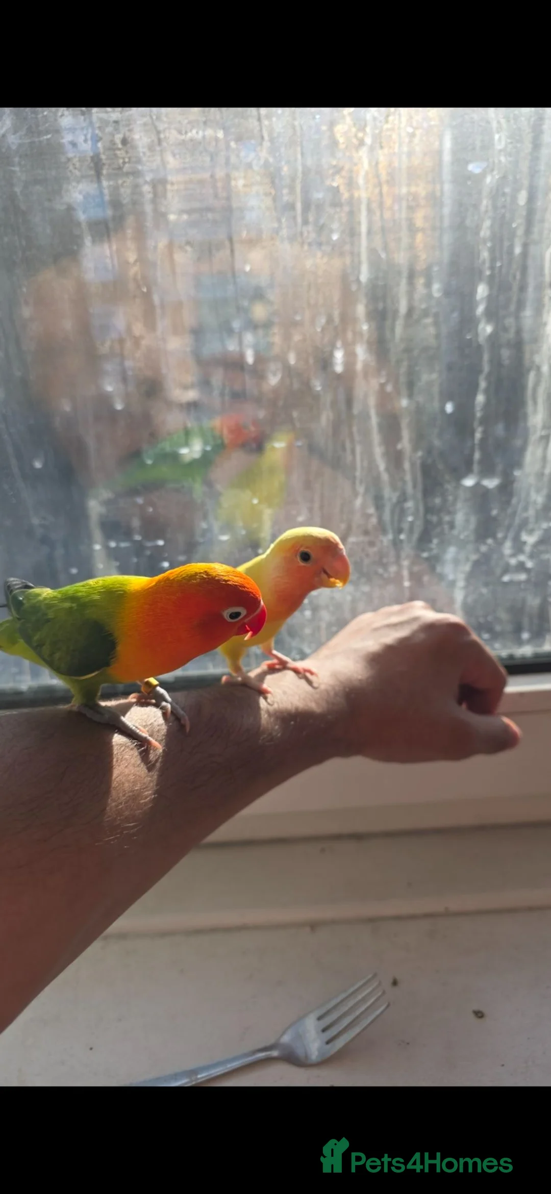 Lovebirds birds for sale: Tia a very cute and kind lovebird  - Advert 1