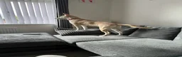 Mixed Breed dogs for sale: Rocky  - Advert 4