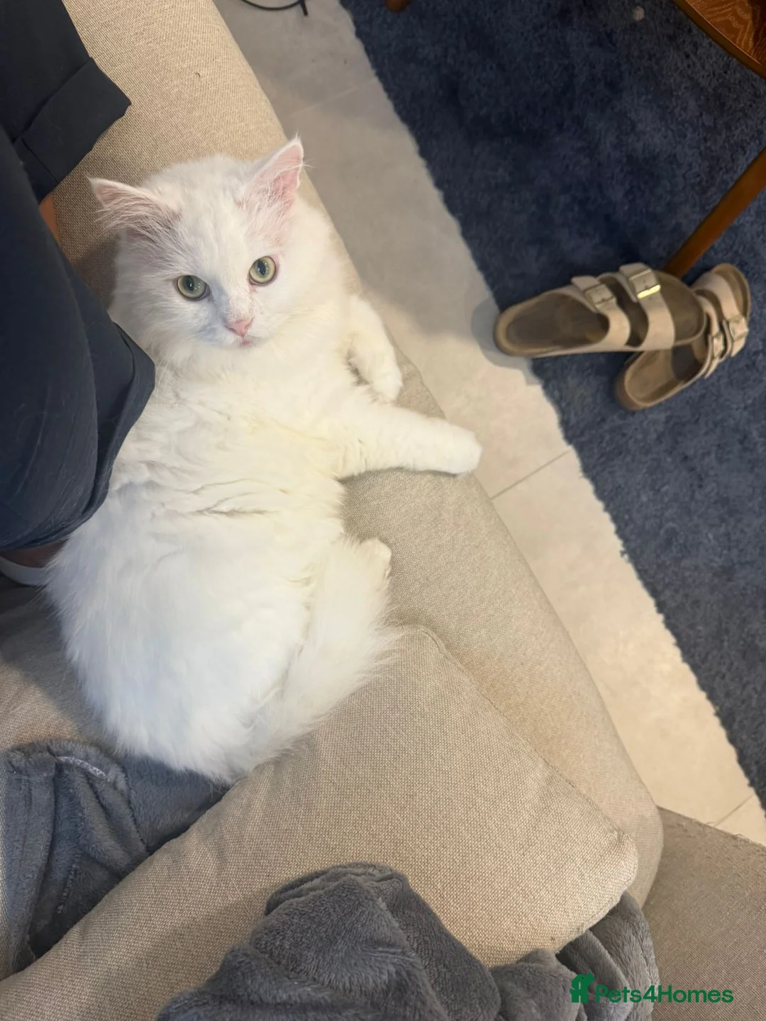 Mixed Breed cats for adoption: MYKO- MIX PERSIAN HEALTHY CALM AFFECTIONATE NEUTER - Advert 2