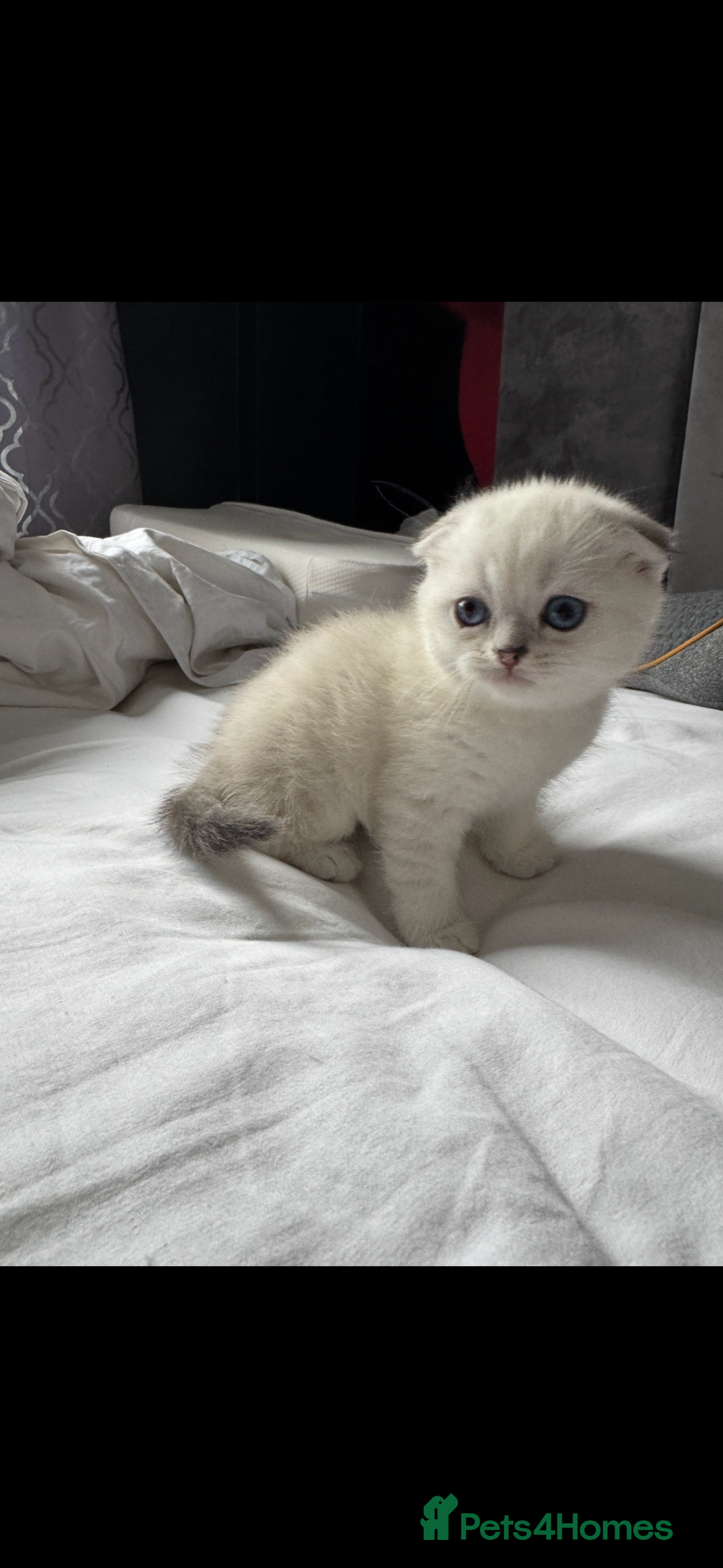 Scottish Fold cats for sale: 2 Stunning Scottish Fold Litters Available - Advert 5