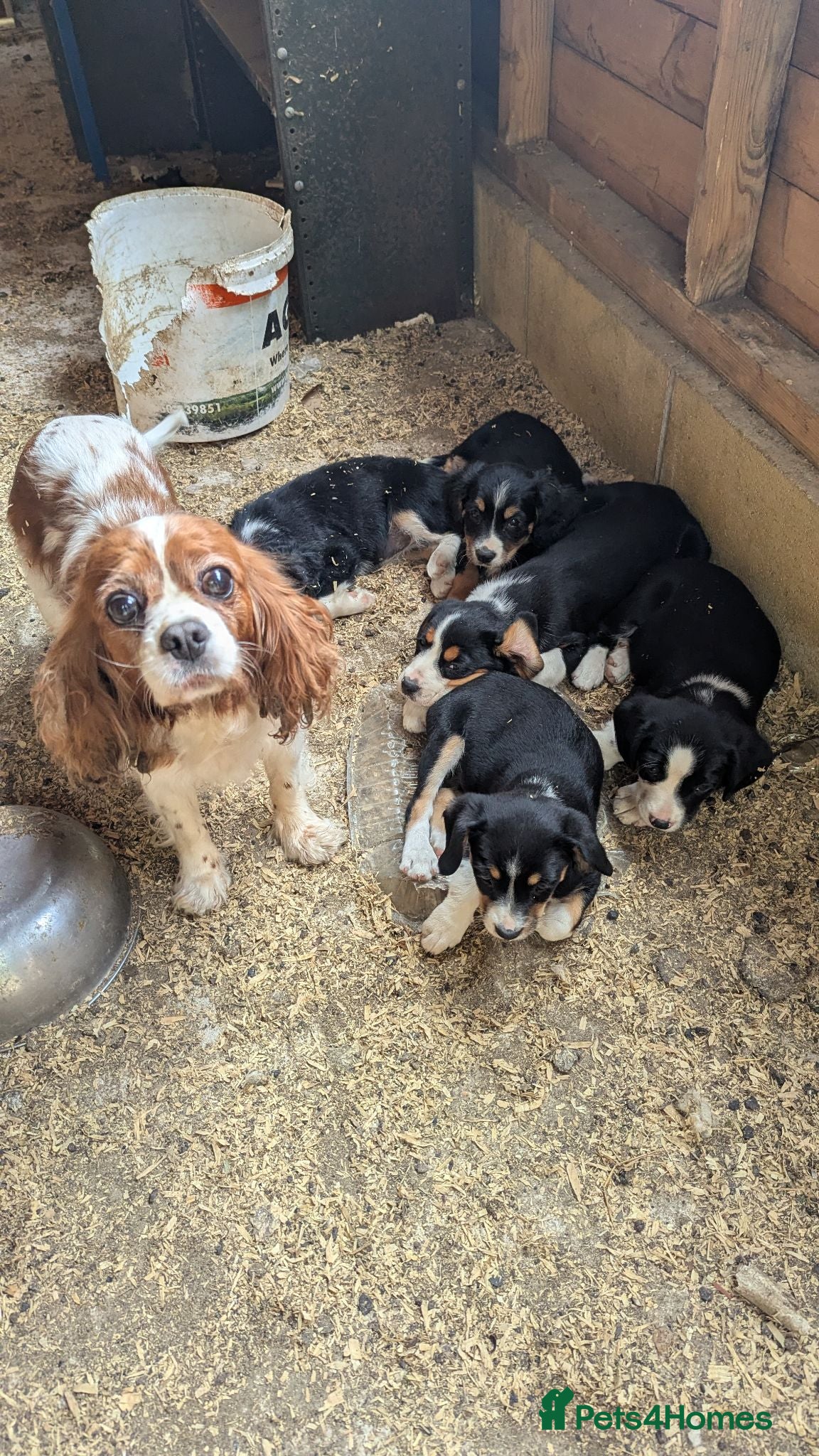 Mixed Breed dogs Cavalier x Collie - Advert 3