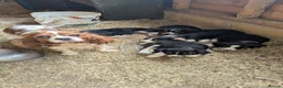 Mixed Breed dogs for sale: Cavalier x Collie - Advert 1