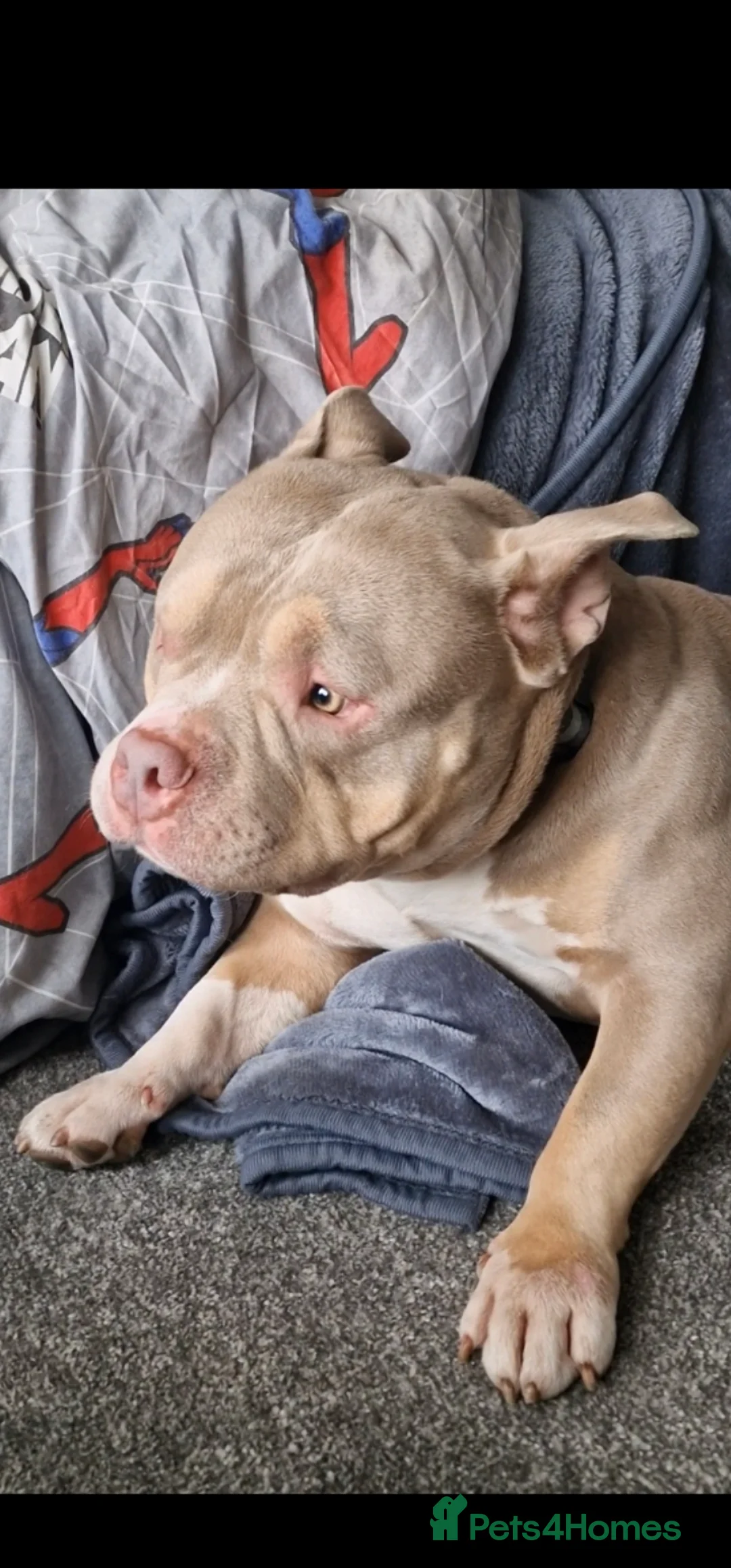 Bull Terrier dogs for sale: AMERICAN POCKET BULLY - Advert 1