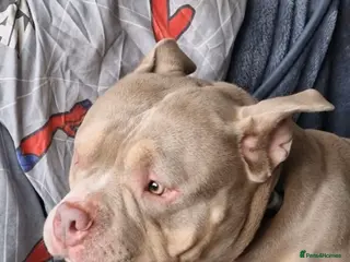 Bull Terrier dogs AMERICAN POCKET BULLY - Advert 3