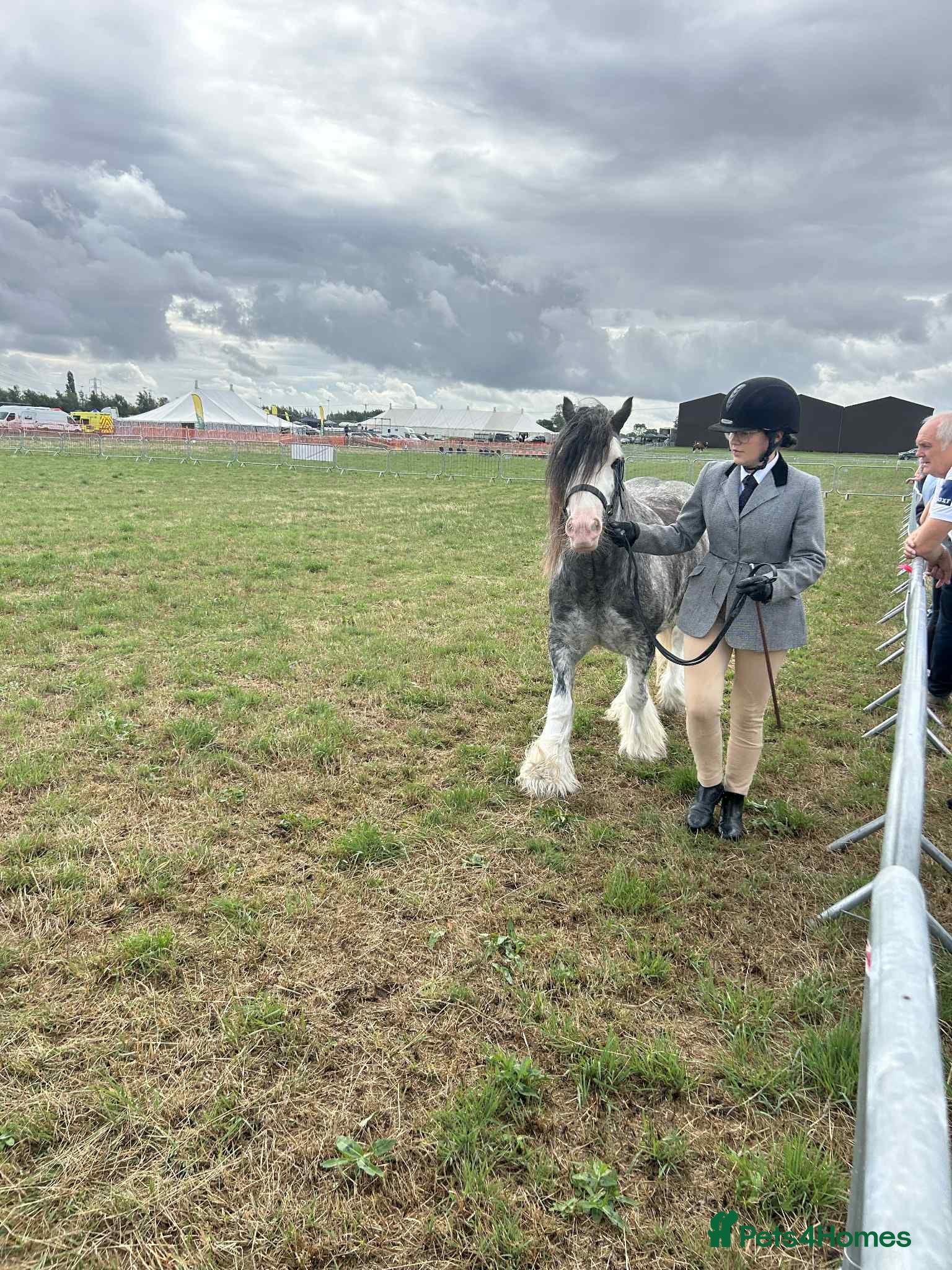Irish Cob horses for sale: Norman  - Advert 5