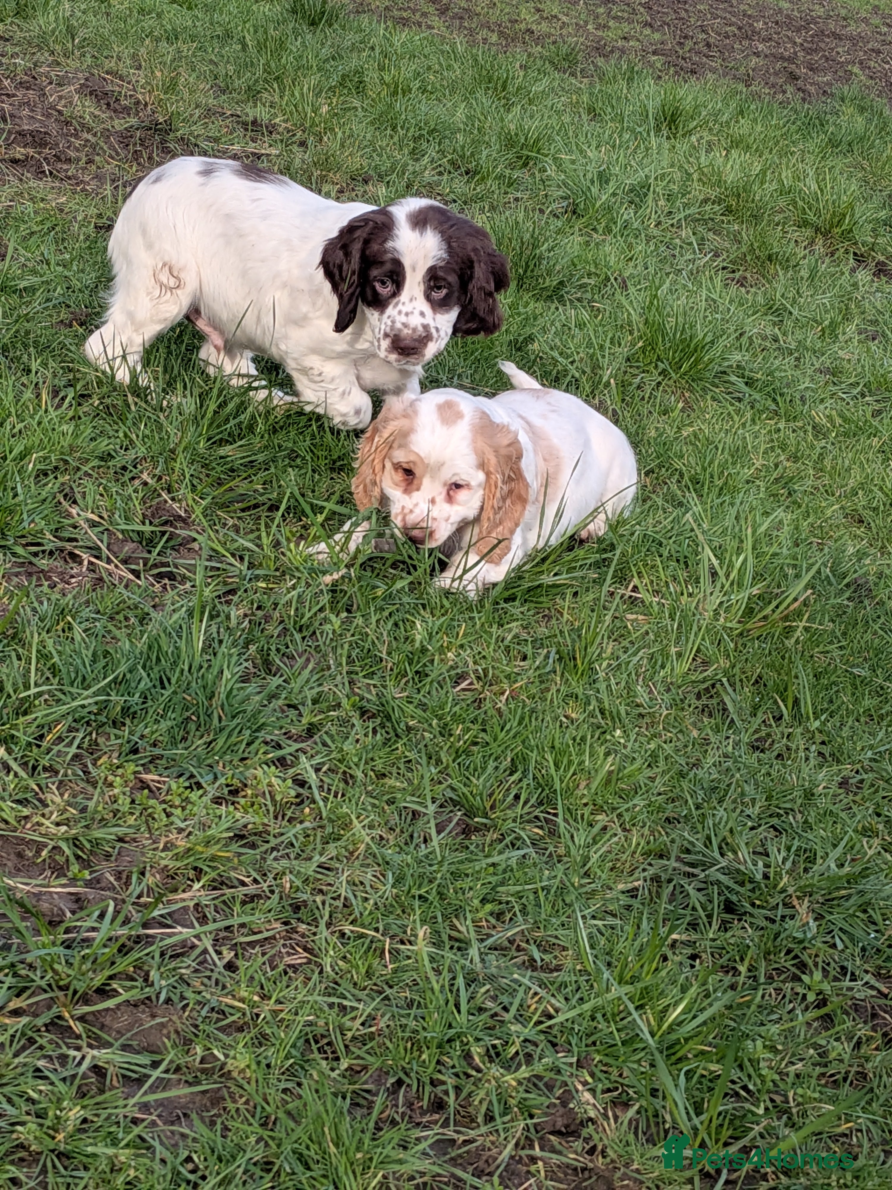 Cocker Spaniel dogs Cocker spaniel puppies  - Advert 1